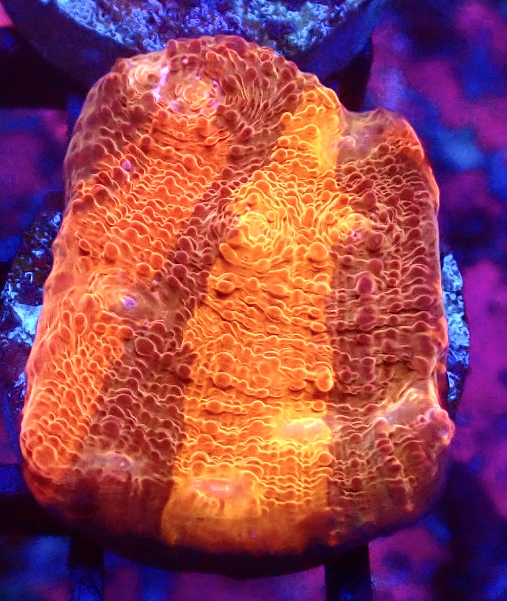 WYSIWYG 30J Grafted Orange And Purple Chalice Frag