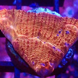 WYSIWYG 31C Hot Chilli Chalice Frag