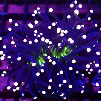 Atomic Pink Tipped Joker Torch Euphyllia