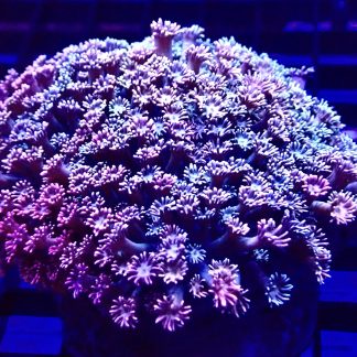 Fireworks Goniopora Frag (12+ Polyps)