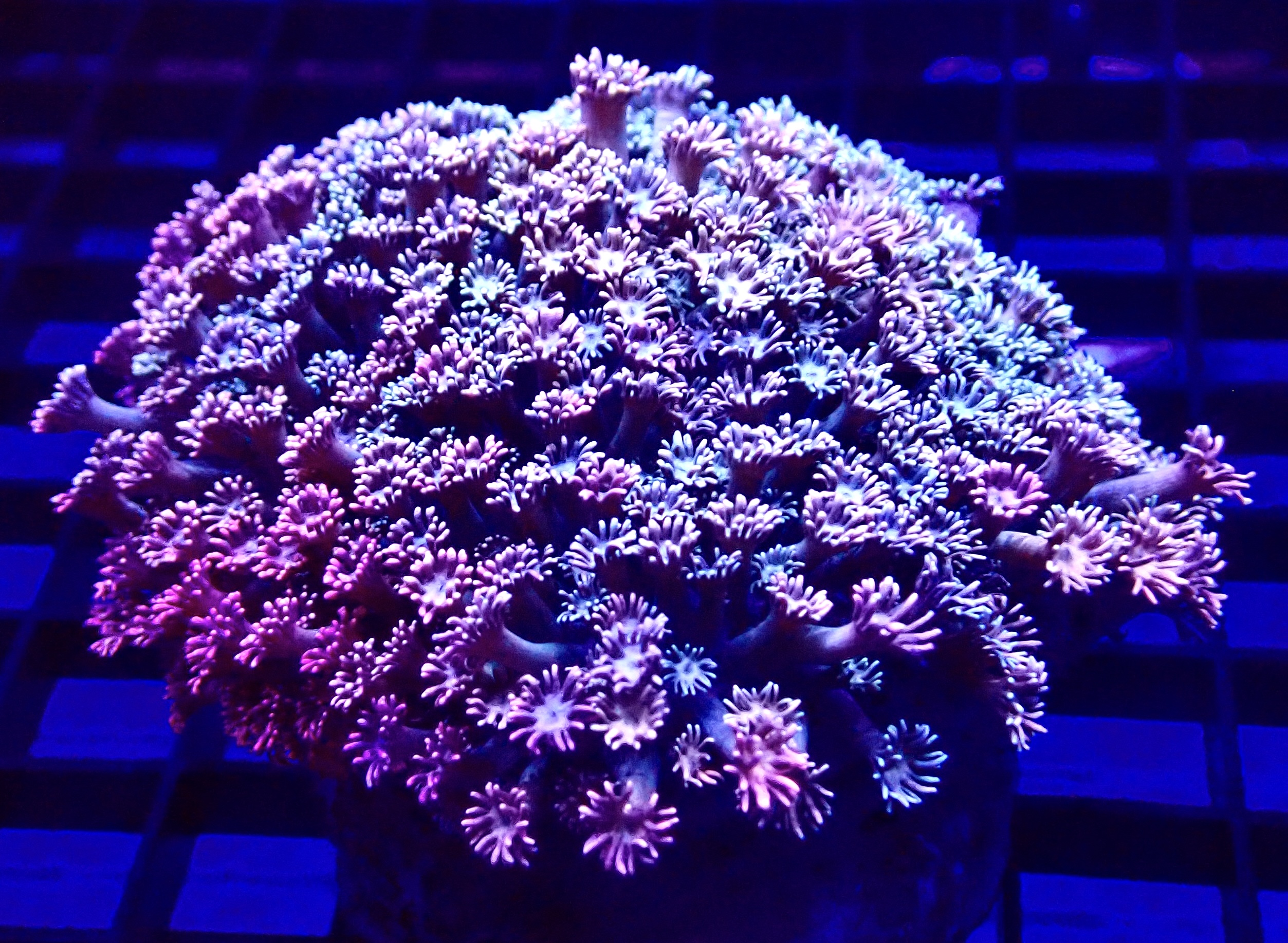 Fireworks Goniopora Frag (12+ Polyps)
