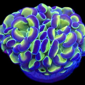 Hologram Branching Hammer