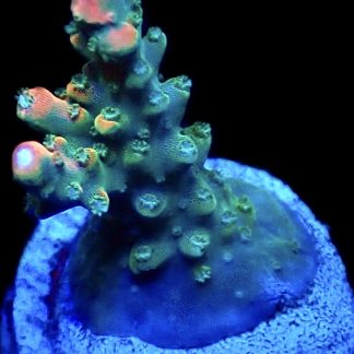 WYSIWYG 9E M.O.C. Vampire Slayer Acropora Frag *** NEW ***