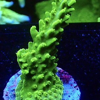 WYSIWYG 13H Green Slimer Acropora Frag Large