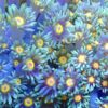 Purple Sunset Goniopora Frag (20+ Polyps)