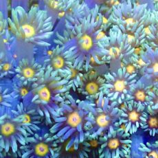 Purple Sunset Goniopora Frag (20+ Polyps)