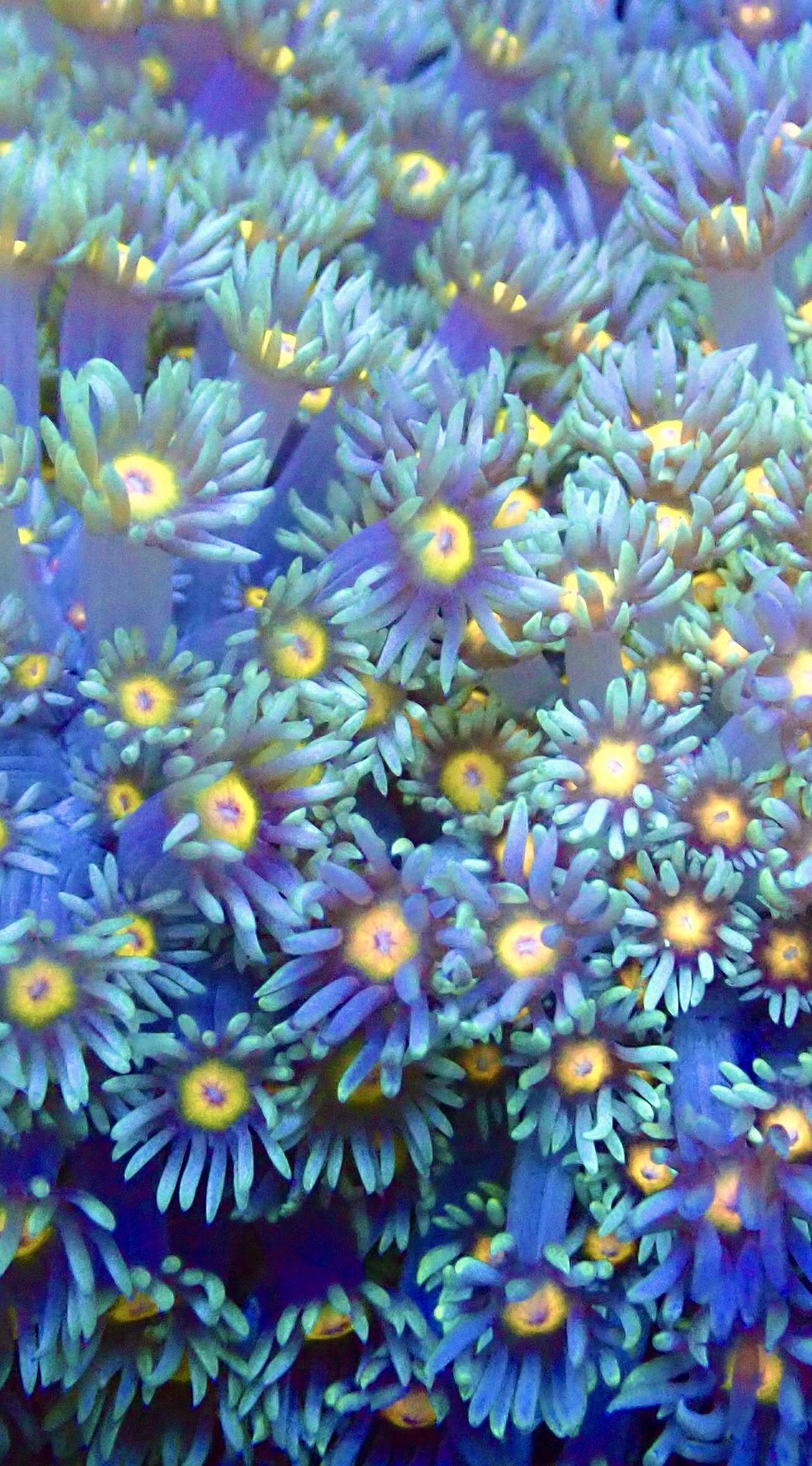 Purple Sunset Goniopora Frag (20+ Polyps)