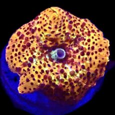 WYSIWYG A12 Spotted Discosoma Mushroom