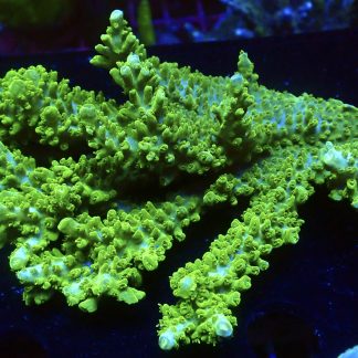 WYSIWYG Metallic Slimer Acropora Colony 2