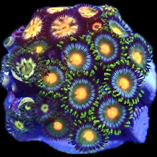 WYSIWYG  Zoanthid Frag Q36