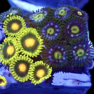 WYSIWYG  Zoanthid Frag Q34
