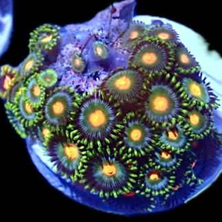 WYSIWYG Zoanthid Frag Q40