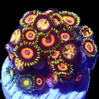 WYSIWYG Zoanthid Frag Q42