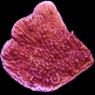 WYSIWYG 24D Purple Plating Montipora Frag