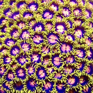 Sunnyside Up ! Zoanthid (12+ Polyps )