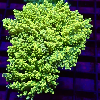 Yellow/Lime Frogspawn Double Head