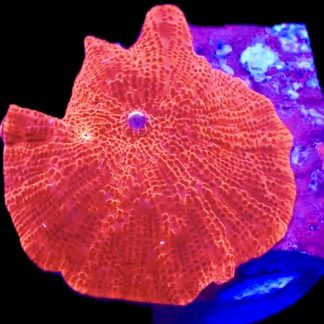 WYSIWYG 34E Flaming Hot Red Mushroom