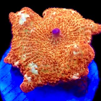 WYSIWYG 34F Golden Idol Mushroom