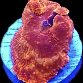 WYSIWYG 34G Golden Suede Mushroom