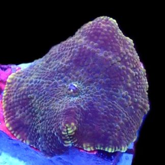 WYSIWYG 35A Chocolate Crunch Mushroom