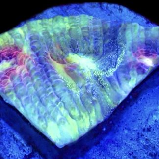 WYSIWYG 32B Painter's Palette Chalice Frag