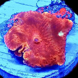 WYSIWYG A15 Flaming Hot Red Mushroom