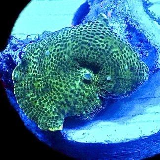 WYSIWYG A16 Blue Rash Mushroom