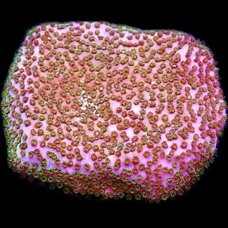 WYSIWYG 24J Pokerstar Montipora Frag- Large