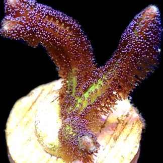 WYSIWYG 25E Bird Of Paradise Seriatopora