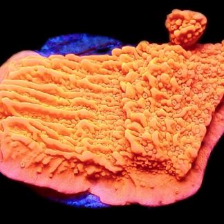 WYSIWYG 9A Orange Plating Montipora Frag