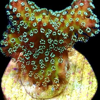 WYSIWYG 12A Rainbow Stylophora Frag