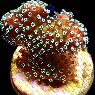 WYSIWYG 12F Rainbow Stylophora Frag