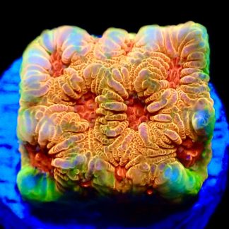 WYSIWYG 20L Fascination Favia Frag