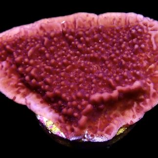 WYSIWYG 20D Purple Plating Montipora Frag