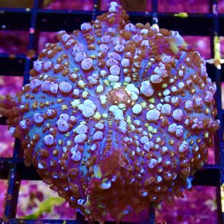 WYSIWYG T1 Nuclear Bounce Mushroom Large