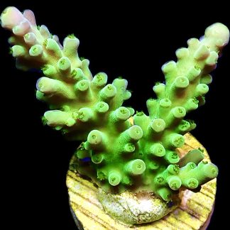 WYSIWYG 24H Pink Apple Acropora Large