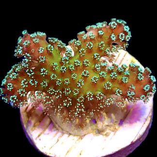 WYSIWYG 24C Rainbow Stylophora Frag