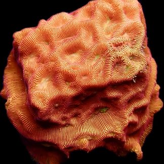 WYSIWYG 27C Jack O' Lantern Leptoseris Frag XXL
