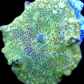 WYSIWYG 35B Spotted Water Melon Mushroom