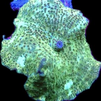 WYSIWYG 35C Spotted Water Melon Mushroom