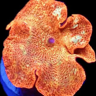 WYSIWYG 35i Golden Idol Mushroom