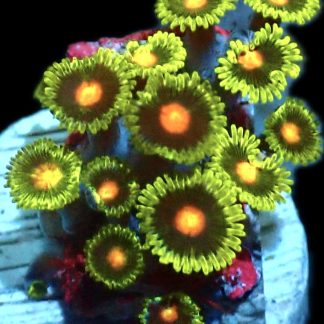 WYSIWYG Zoanthid Frag Q44