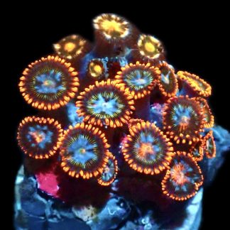 WYSIWYG Zoanthid Frag Q45
