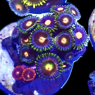 WYSIWYG  Zoanthid Frag P1
