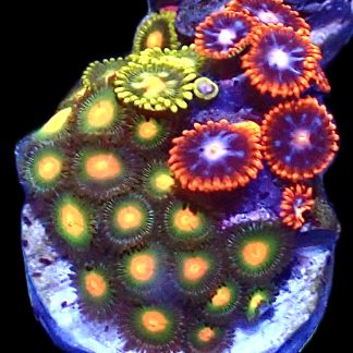 WYSIWYG  Zoanthid Frag P4
