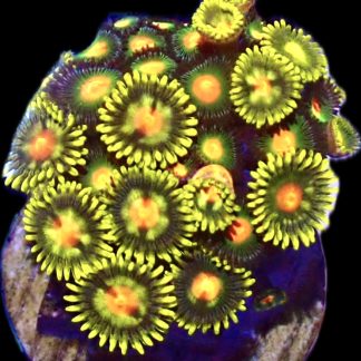 WYSIWYG  Zoanthid Frag P6