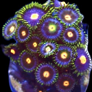 WYSIWYG  Zoanthid Frag P7
