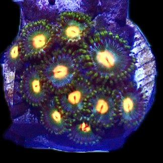 WYSIWYG  Zoanthid Frag P9