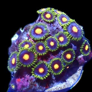 WYSIWYG  Zoanthid Frag P10