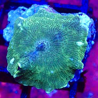 WYSIWYG 36B Spotted Water Melon Mushroom